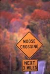 Moose Crossing