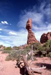 balanced rock and tree